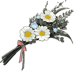 郊野的雏菊